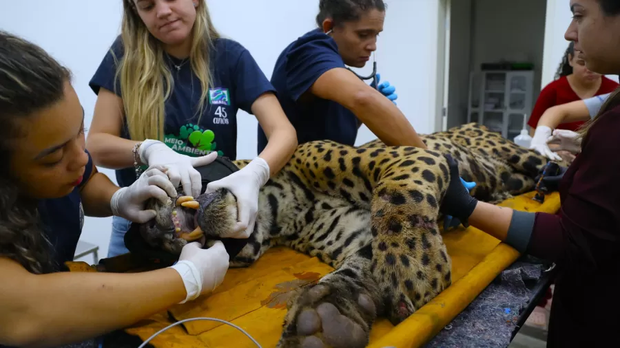 onca pintada que atacou caseiro esta abaixo do peso e ferida