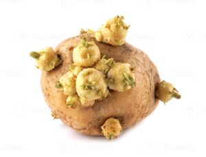 46717340 uma batata com brotos crescendo fora do isto e mostrando em uma branco fundo foto