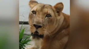 Leoa que matou homem em parque na Paraiba 1 1 1