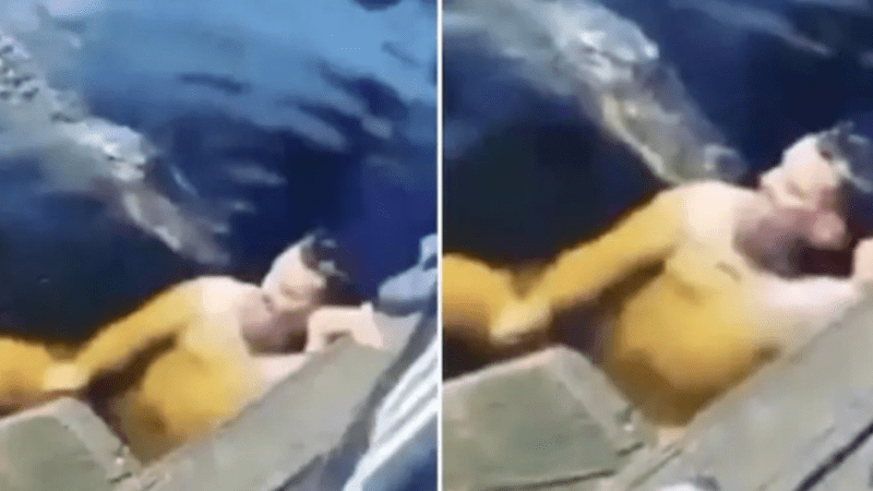 Homem Decide Gravar Vídeo Ao Lado De Jacaré Em Um Lago, Minutos Após Ele É… Ver Mais