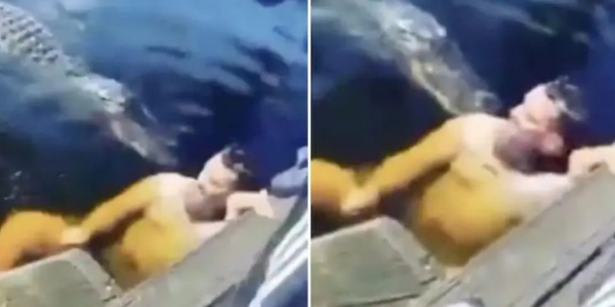 Homem Decide Gravar Vídeo Ao Lado De Jacaré Em Um Lago, Minutos Após Ele É… Ver Mais