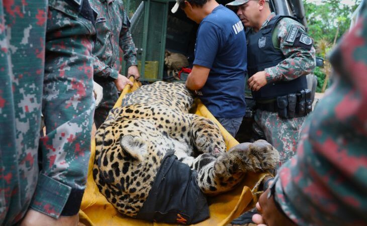 URGENTE: Onça Que Mat0u Idoso Acaba De Ser Capturada, Ela Estava Com… Ver Mais