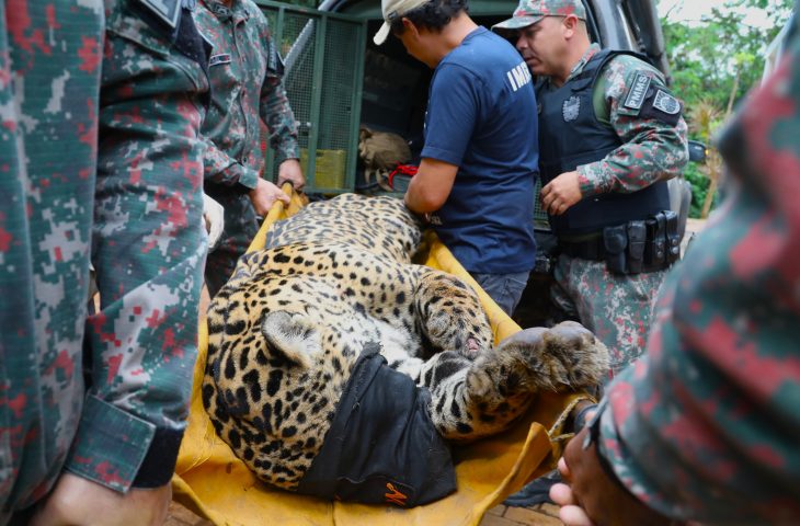 Chegada da Onca Hospital AYTY Foto Saul Schramm 19 730x480 1