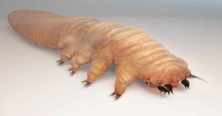 Este bichinho feio habita em nosso corpo e você nem imagina aonde… Saiba O Local