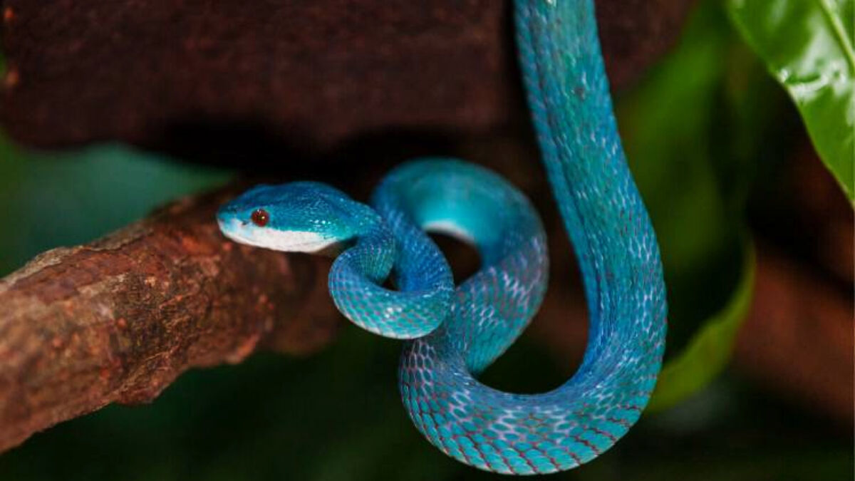 sao paulo abriga cobra azul de veneno fatal mais perigosa do que