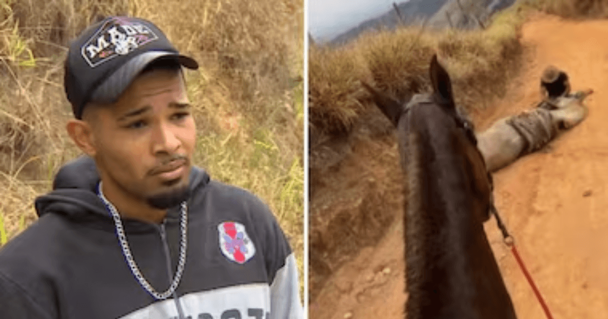 Homem Que C0rtou P4tas De Caval0 É Encontrad0 Sem… Ver mais