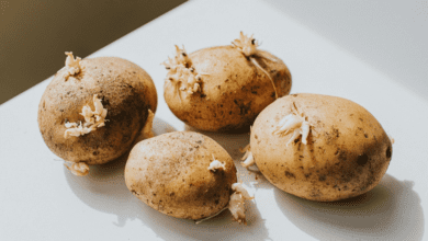 Luto 2025 08 24T180126.730