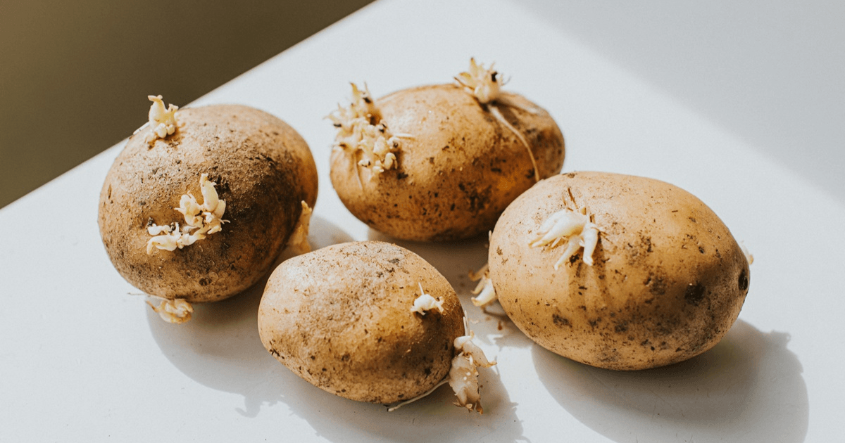 Se Você Encontrar Uma Batata Com Estes “Brotos” Jogue Fora Imediatamente, Você Pode Pegar Ca… Ver Mais