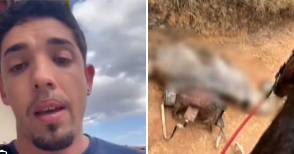 Imagens Ch0cantes Do Cavalo Voltaram à Tona e o Homem Que Filmou Agora Diz Isso… Ver mais