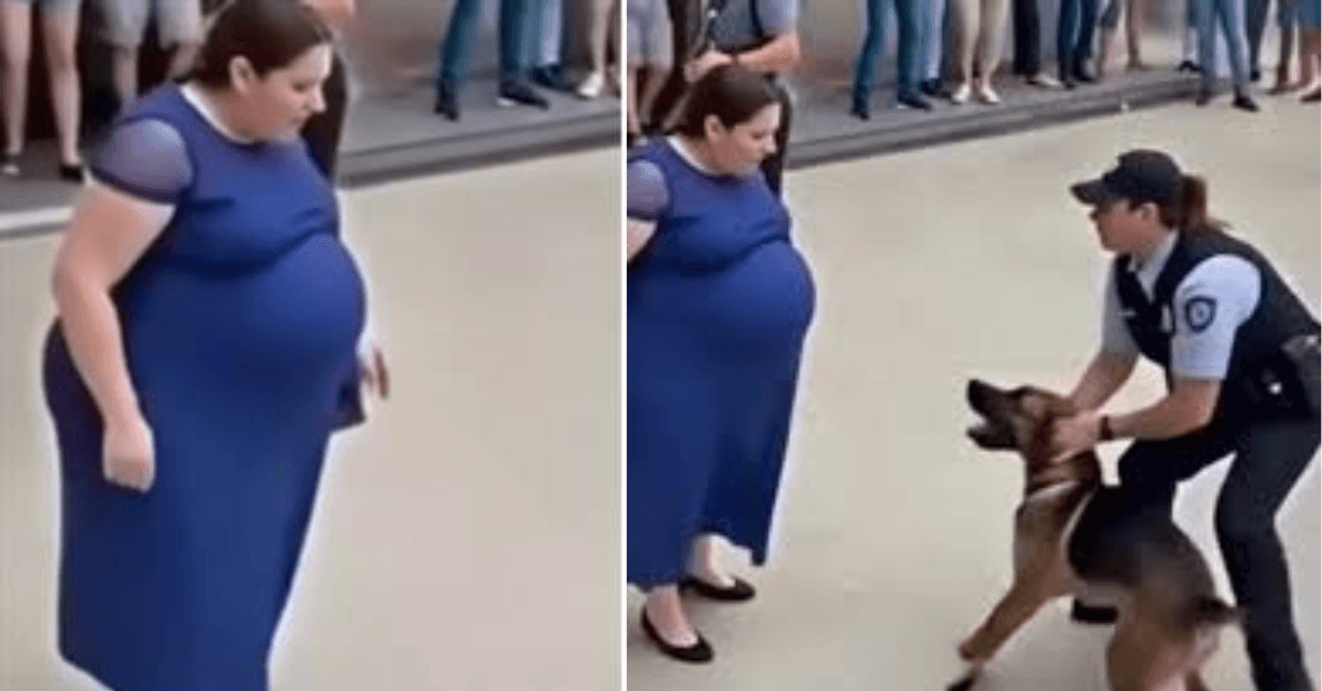 Cachorro impede o pior ao latir sem parar para mulher grávida; polícia descobre o que estava prestes a acontecer… Ver mais