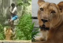 1 leoa 61561371.webp