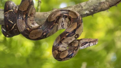 a jiboia uma serpente pertencente familia boidae essa especie apresenta habitos terrestres arboricolas 5ca608821c6e3