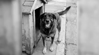 Menino Que Mat0u Cachorro Orelha Acabou de…Ver mais