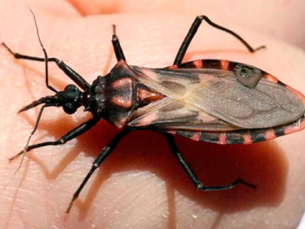 Doenç4 de Chagas encontrada em açaí, vigilância interdita pontos e faz anúncio assus… Ler mais