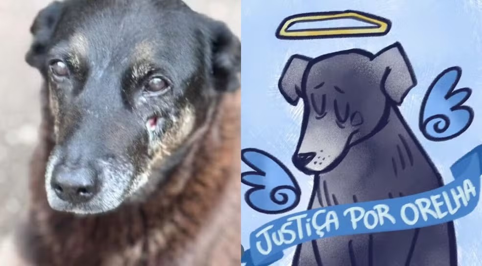 Só Veja se Tiver Estômag0! Laudo revela detalhes da c0vardia com o cão Orelha ‘Eles quebr… Veja Mais