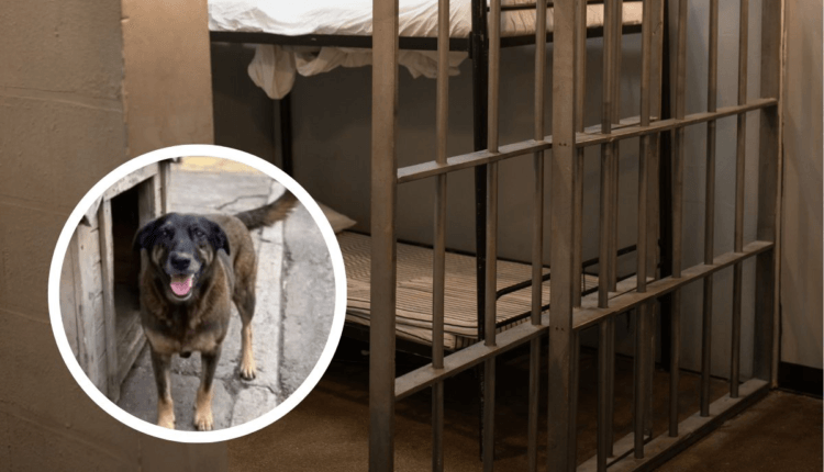 Ad0lescentes Que Mat4ram Cachorro Orelha Acabam de Ser…Ver mais