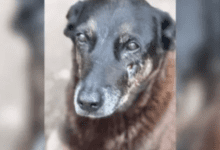 imagem 2026 02 01 140337940