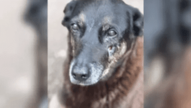 imagem 2026 02 01 140337940 750x430 1