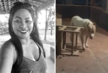 pittbul 1031x675 1.webp