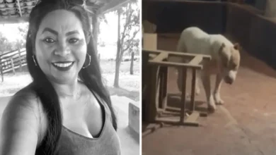 pittbul 1031x675 1.webp