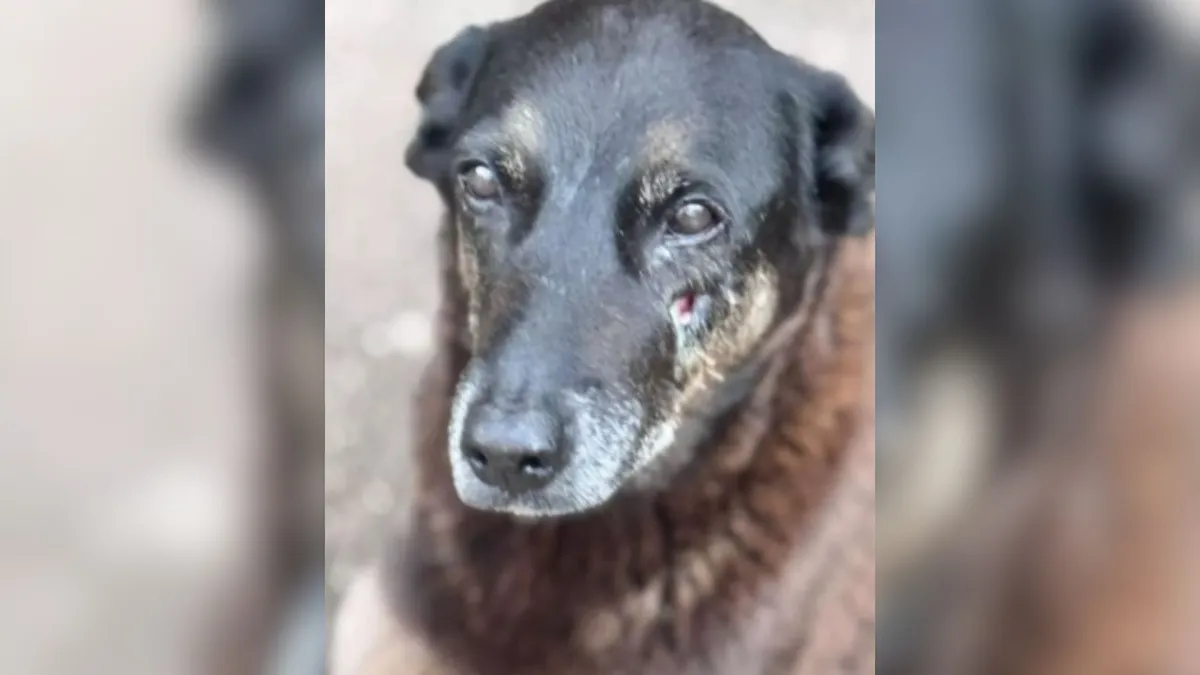 A Morte do Cão Orelha Revoltou a Cidade, Mas Nova Perícia Mudou a Investigação… Ver mais
