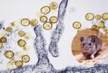 hantavirus