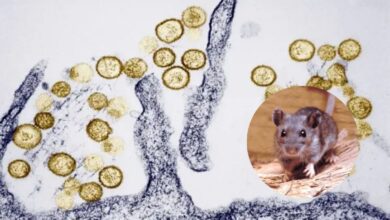 hantavirus