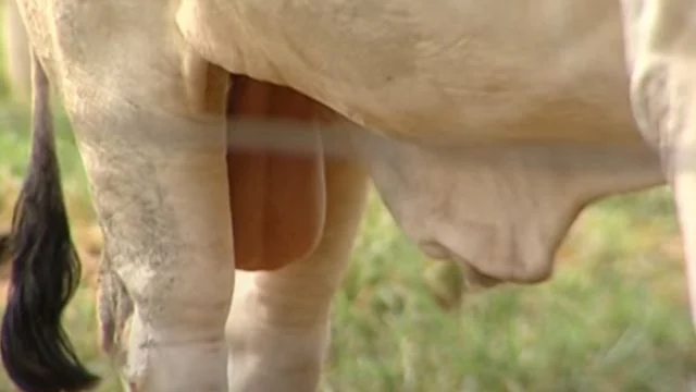 Médicos revelam que comer testicul0s de boi causa…Ver mais